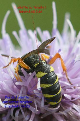 Réf. 235 474 : Cerceris quinquefasciata